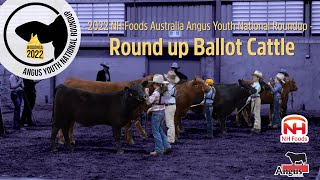 Ballot cattle provide Roundup opportunities [upl. by Osman371]