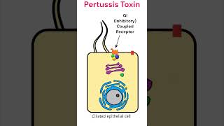 Pertussis toxin mode of action pertussis toxins animation [upl. by Tresa]