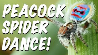 PEACOCK SPIDER Dance Party [upl. by Riva]