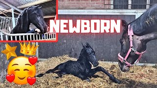 Newborn🥰 Most special birth Foal Belle by ET daughter of Queen👑Uniek 17  Friesian Horses [upl. by Aohk]