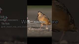 Woodcock core woodcock timberdoodle americanwoodcock bird birds [upl. by Orsola402]