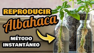 Reproducir ALBAHACA por Esqueje RÁPIDO 🌱 SIN SEMILLAS en Interior  Sembrar Albahaca por Esquejes [upl. by Brod206]