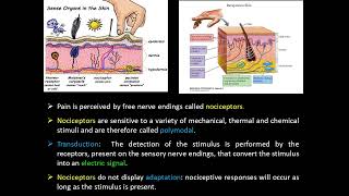 neurophysiology  local anesthesia  lec 1 Drrehab sharkawy [upl. by Fiertz]