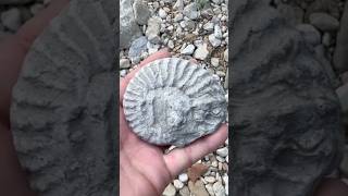 Nice Cretaceous Ammonite Fossil  surface find  while Hunting North Texas Creeks fossilhunting [upl. by Tezile]