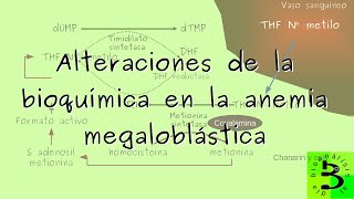 🧬Alteraciones de la bioquímica en la anemia megaloblástica [upl. by Risser21]