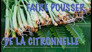 FAIRE POUSSER DE LA CITRONNELLE ILE DE LA REUNION [upl. by Janelle]