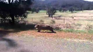 Wombat running [upl. by Anelem]