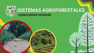 Sistemas agroforestales Sostenibilidad y Seguridad Alimentaria TECNOAGRO 2024 [upl. by Yrral]