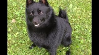 SchipperkeDog having fun [upl. by Lanni]