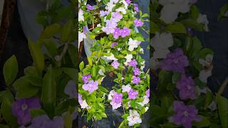 Beautiful Brunfelsia Flowers 💐 Nature Gardening [upl. by Teyut281]