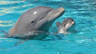 Delfines en Chorrillos  Costa Verde  Lima Dolphins [upl. by Stockwell]