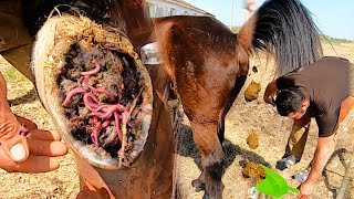 HORSE HOOF CLEANING AND GROOMING LIVE [upl. by Chemash]