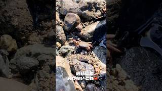 宇佐美の海で蟹と魚を捕まえてみた！🦀🐟 宇佐美 宇佐美海岸 伊豆 海 海遊び 磯遊び カニ 魚 アウトドア [upl. by Glenden515]