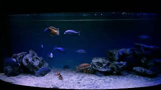 African cichlid Malawi Blue Dolphin Cyrtocara Moorii [upl. by Higginbotham]