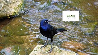 Common Grackle Sound  Birds Call for Pro Hunters [upl. by Aihtnic892]