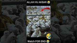 HUSNAIN BHAI FAKIEH VLOG foryourpage tranding virlvedeo poltryfarm allahuakabar gesibaglari [upl. by Averat]