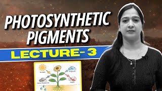 3 Photosynthetic pigmentslAbsorption amp Action Spectrum lPhotosynthesis in Higher PlantlNEETlClass11 [upl. by Eenram]