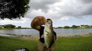 Largemouth Bass Fishing Before Thunder Storm  Lews carbon Blue Combo [upl. by Ttocserp]