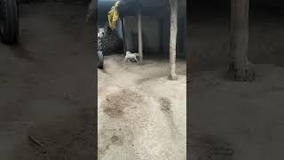 Nahi Chodunga Tujhe Main  Dog Funny Video  Angry Dog  Funny Moments 😹 [upl. by Eelynnhoj]