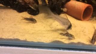 Corydoras sifting through sand [upl. by Aletse112]