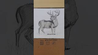 Wildlife artwork whitetailed deer drawing deerhunting wildlifeart drawing [upl. by Retepnhoj678]