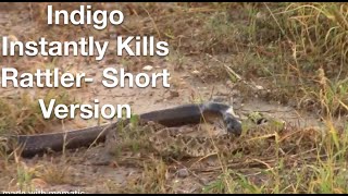 Indigo v Rattlesnake Quick Death  Short Version snake [upl. by Natanoj80]