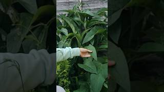 Identifying Comfrey A Closer Look at This Healing Herb comfrey organicgardening [upl. by Auqinal]