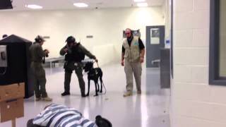 Giant Schnauzer Drilling for Riot Control Prison Work [upl. by Franckot]