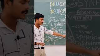 SYNAPTIC TRANSMISSION synaptictransmission clinicalcareinsights biology physiology neet2024 [upl. by Anidene]