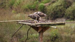 The recovery project of the Osprey in Urdaibai [upl. by Eittol708]