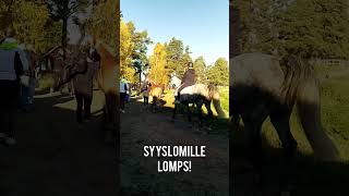 Syysloma alkaa tänään 🐎♥️🎉 horse lukio ratsastus hevoset [upl. by Killy]