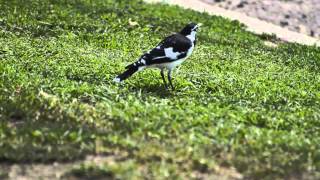 Australian Magpielark Peewee tweeting away [upl. by Einreb]