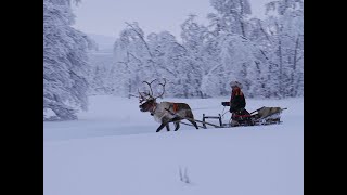 Reindeer Sledding  Aurora holiday 360 Virtual tour Abisko Sweden  Lights over Lapland AB [upl. by Enwahs]