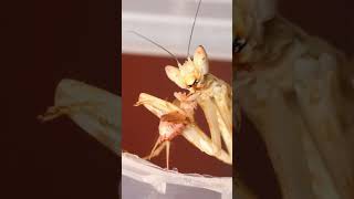 Asian flower mantis eats cricket shorts [upl. by Anak256]