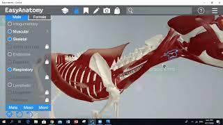 Hypaxial and Epaxial muscles Dog Anatomy  PART 1 [upl. by Deerdre]