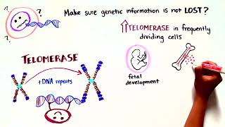 Team Telomere Telomere Biology Disorders [upl. by Llertnov252]