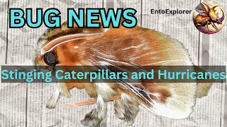 Venomous Caterpillars Trouble Hurricane Milton Victims [upl. by Rondon]