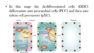 Cytodifferentiation in plant tissue cultures [upl. by Tristas355]