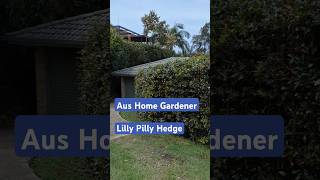 Lilly Pilly Hedge 🇦🇺 AusHomeGardener lillypilly shortsvideo [upl. by Noel201]