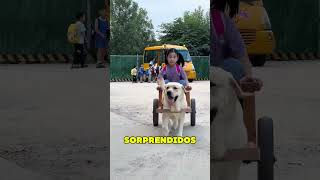 Perro Recoge a Dueña de la Escuela ❤️ [upl. by Yolane]