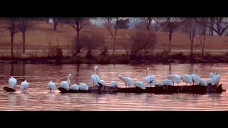 Pelican watching Sunset at Pelican Point White Rock Lake Dallas Texas [upl. by Barbour909]