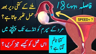 How Much Time Sperm Take To Reach Egg Sex Karne Ke Kitni Der Baad Pregnancy Hoti Hai Pregnancy [upl. by Kcirttap701]