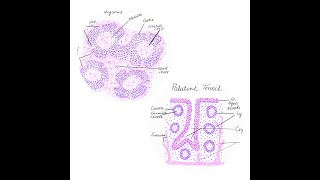 Thymus and palatine tonsil histology diagrams [upl. by Strang]