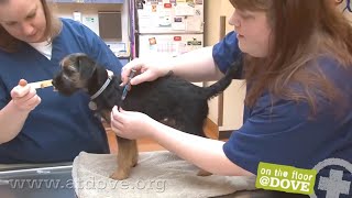 How to Administer Vaccines to Canine Patients [upl. by Brody713]