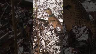 My argus monitor tripoding animal reptiles florida pet monitor lizard outdoors chiccen walk [upl. by Coryden]