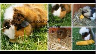 Lalimentation du cochon dinde ღ [upl. by Annyrb]