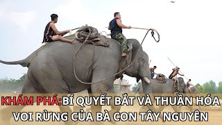 KHÁM PHÁ BÍ QUYẾT BẮT VÀ THUẦN HÓA VOI RỪNG CỦA BÀ CON TÂY NGUYÊN [upl. by Baillie774]