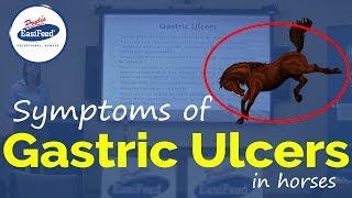 Symptoms of Gastric Ulcers in horses [upl. by Arbmahs]