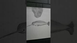 narwhal music art [upl. by Enohpets]