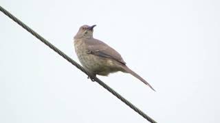 Curvebilled thrasher South Padre TX April 17 2015 [upl. by Jasmina]